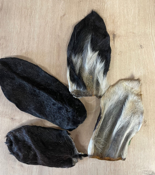 Goat Ears with Hair.  Dried