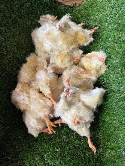 Chicken - Day Old Chicks.  Raw