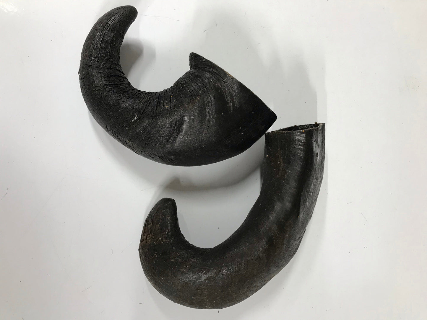 Buffalo Horn