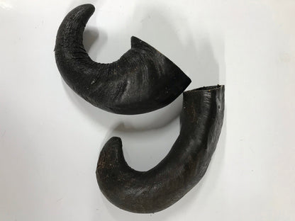 Buffalo Horn