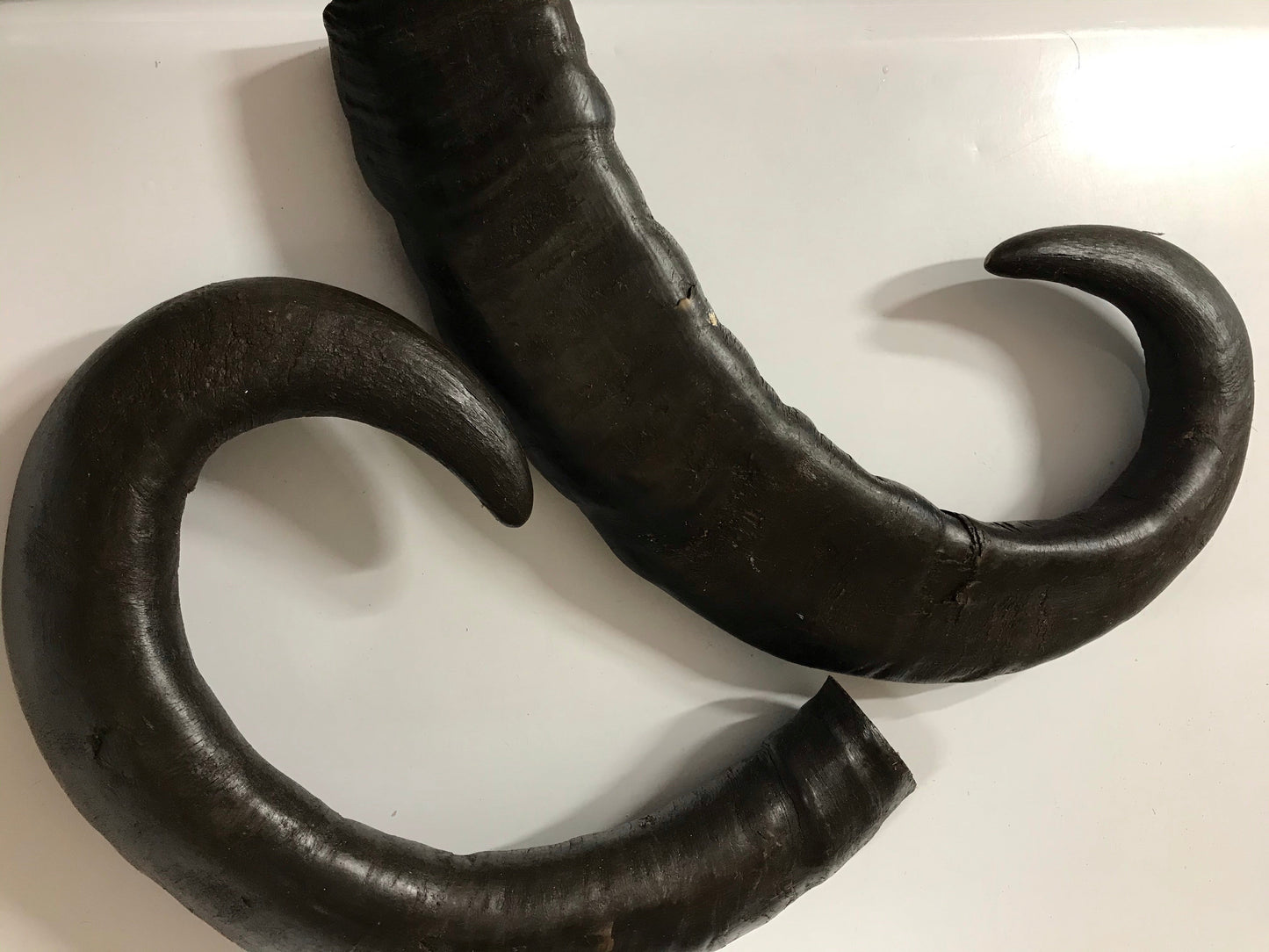 Buffalo Horn