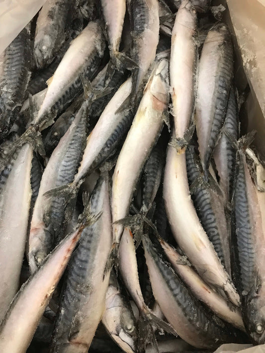 Fish - Mackerel - Whole.  Raw.  Approximately 1kg